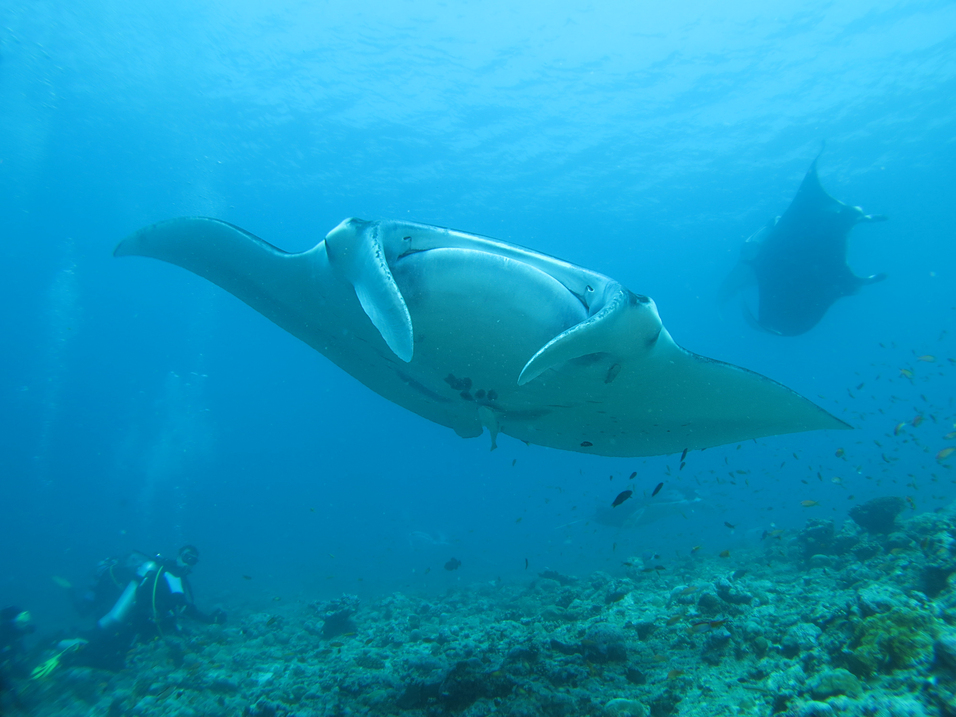Manta im Wasser