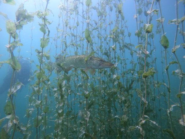 Hecht im Unterwasserwald