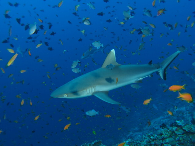 Weißspitzenhai im Fischschwarm