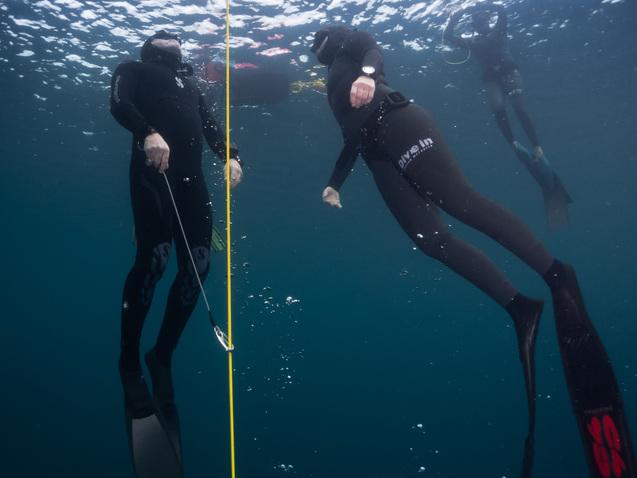 apnoetaucher apnoe-taucher im see